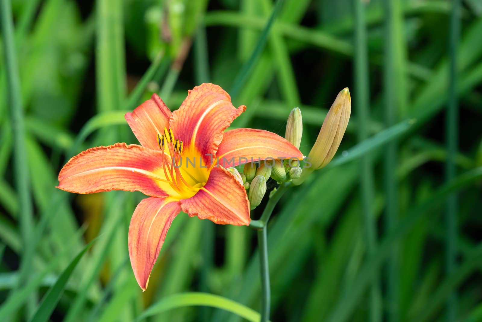 Beautiful orange lily close up by xtrekx