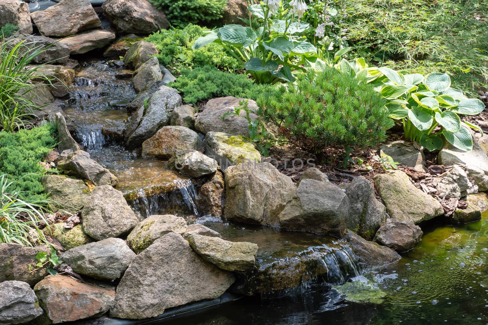 Garden waterfall. Garden pond with water flowers. Beautiful pond in a backyard surrounded with stone during.