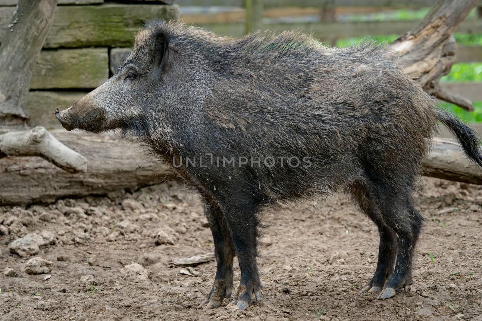 Big wild boar (Sus scrofa)  by xtrekx