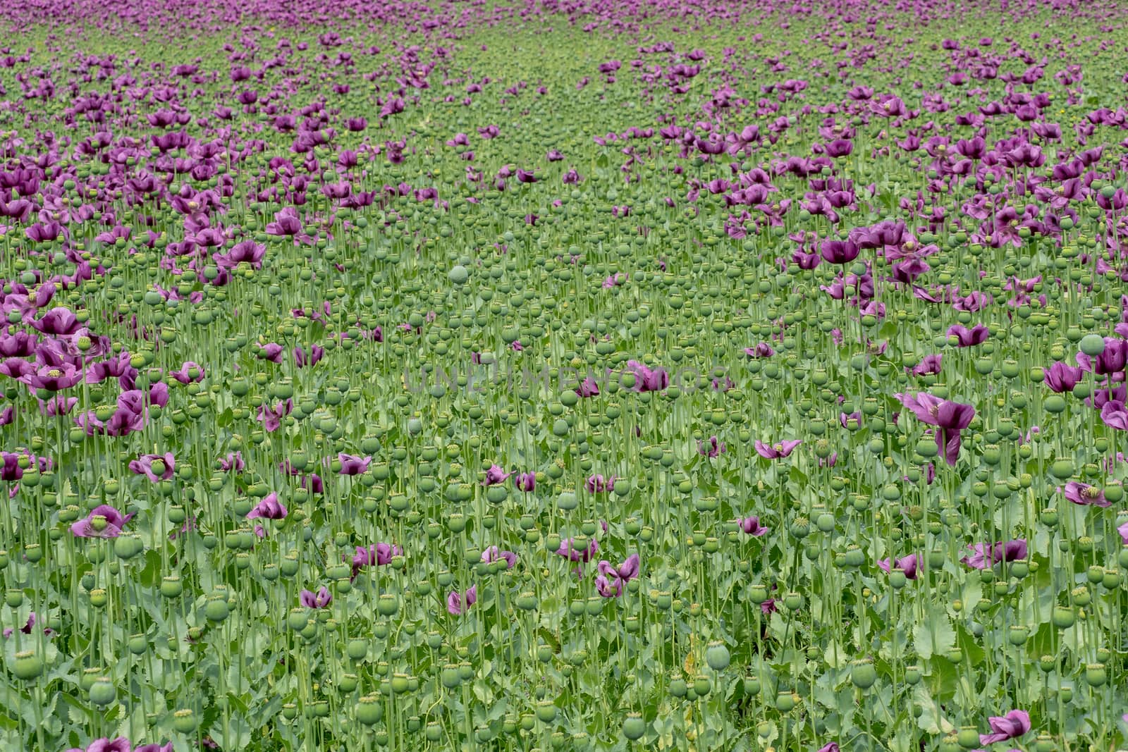 Purple poppy blossoms in a field. (Papaver somniferum). Poppies, agricultural crop.