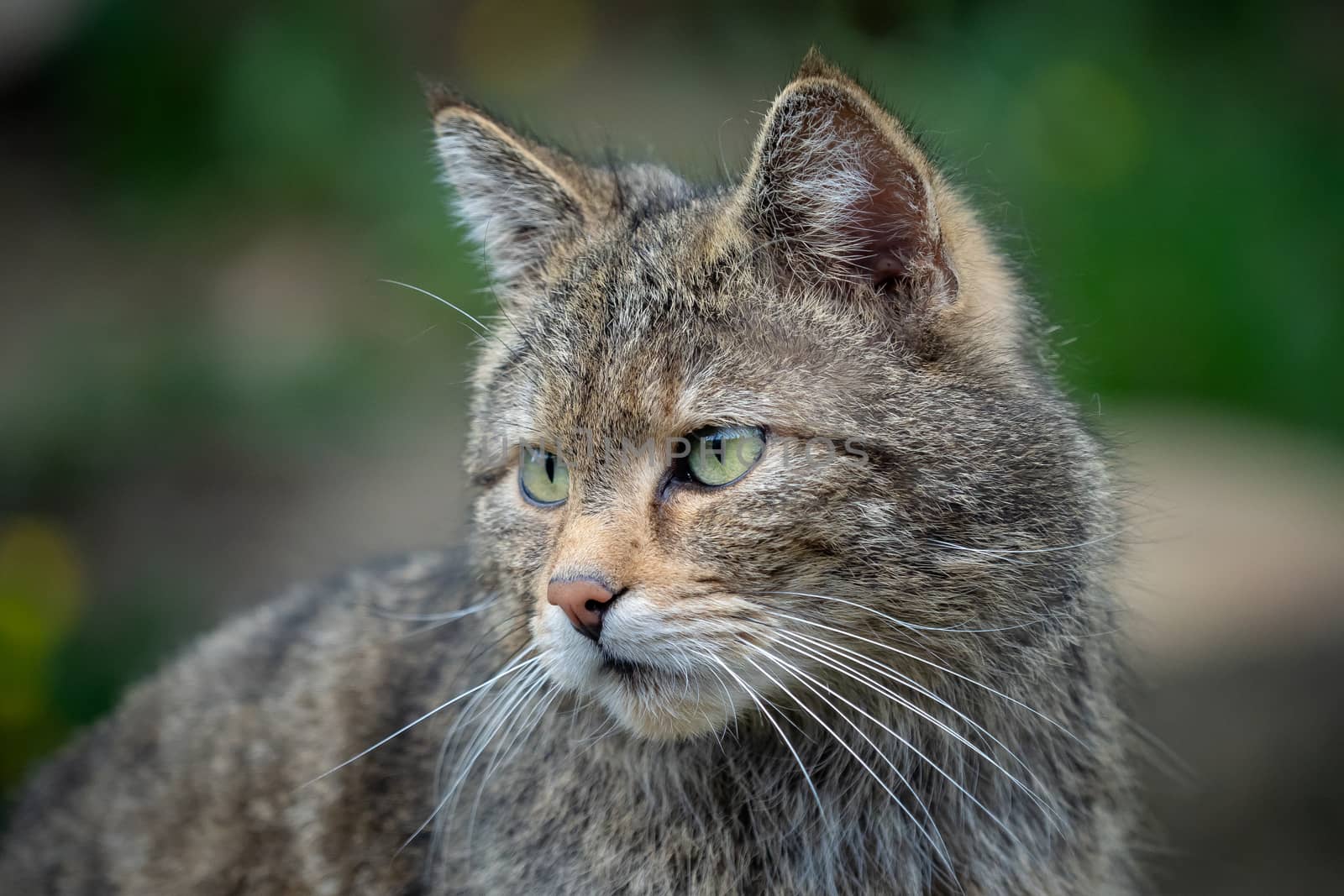 European Wild Cat (Felis silvestris) by xtrekx