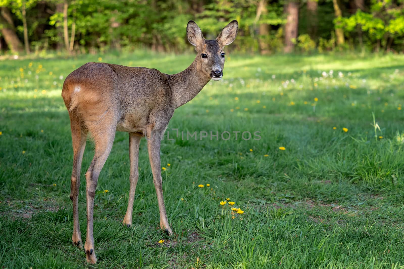 Roe deer in forest, Capreolus capreolus. Wild roe deer in nature by xtrekx