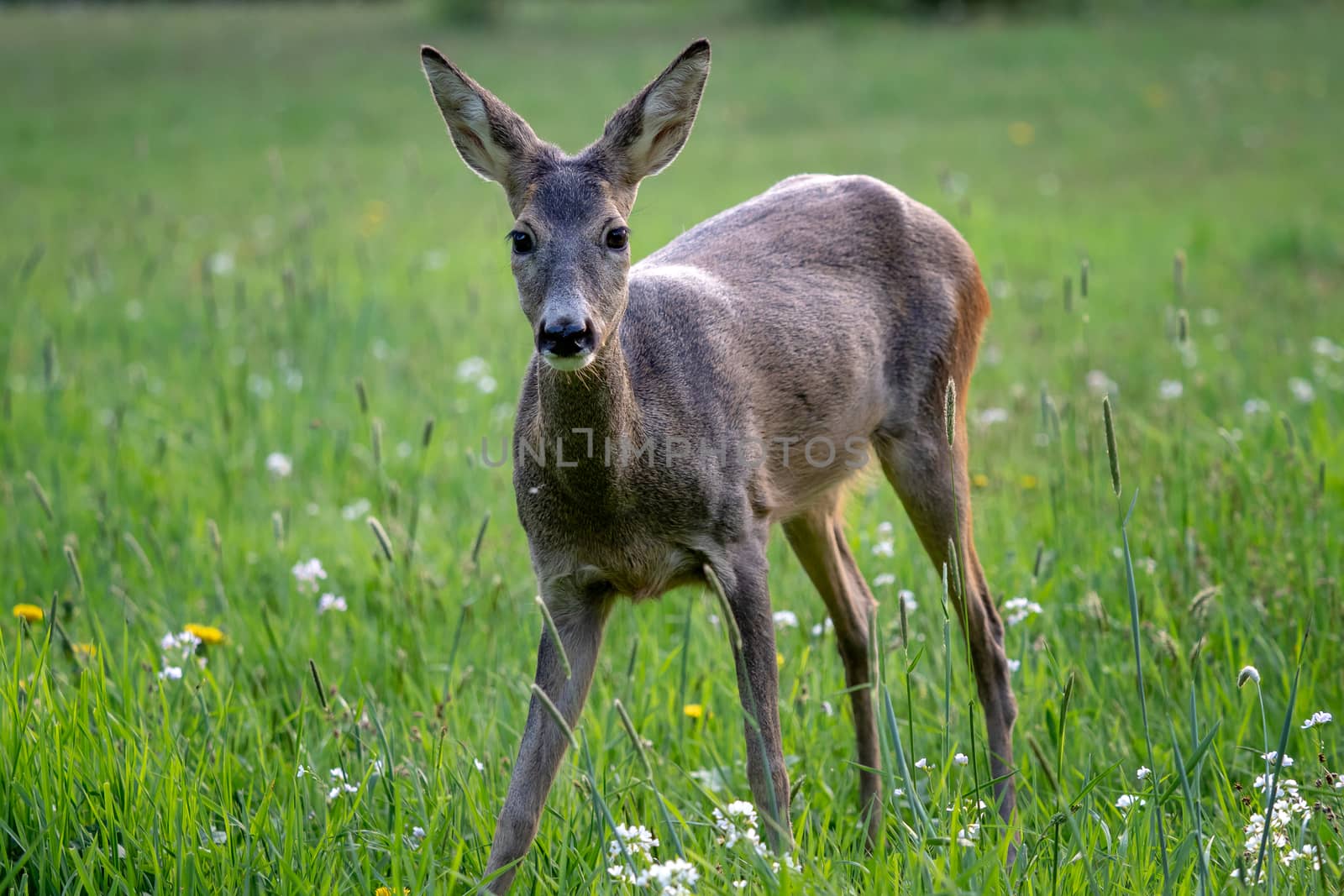 Roe deer in grass, Capreolus capreolus. Wild roe deer in spring  by xtrekx