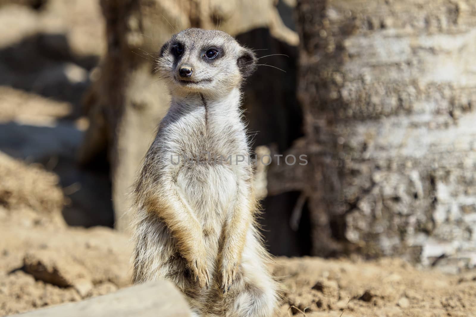 Suricata standing on a guard. Curious meerkat (Suricata suricatta).