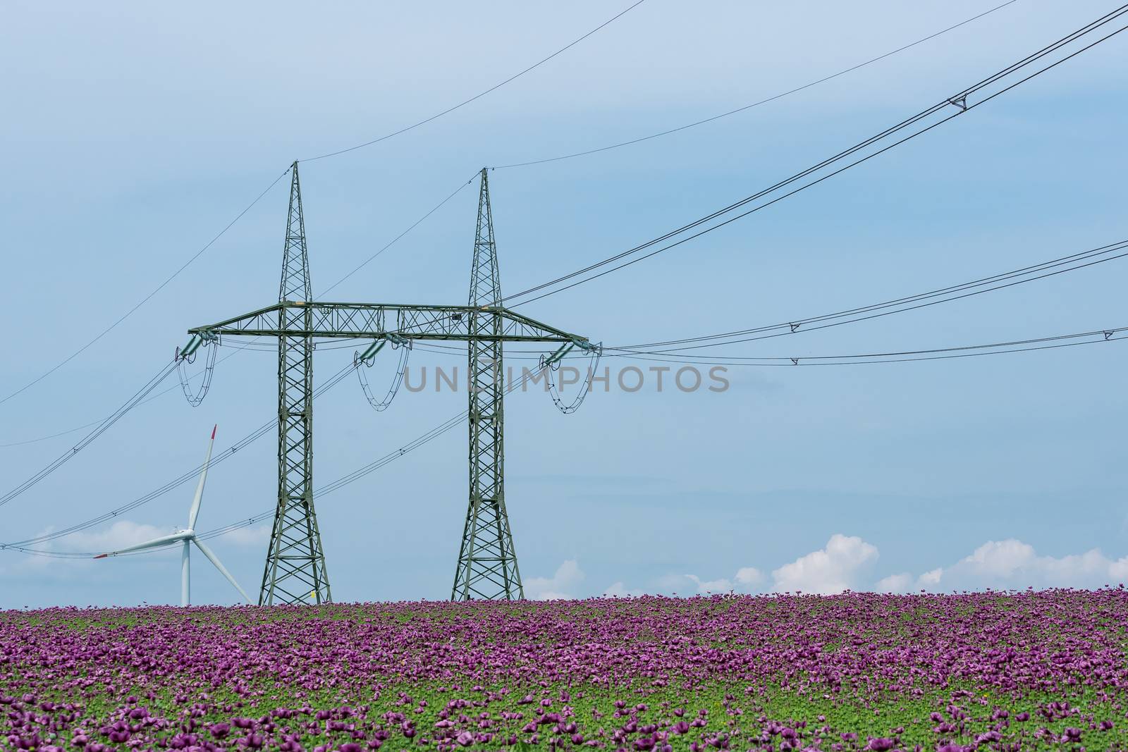 Purple poppy blossoms in a field (Papaver somniferum) and high v by xtrekx