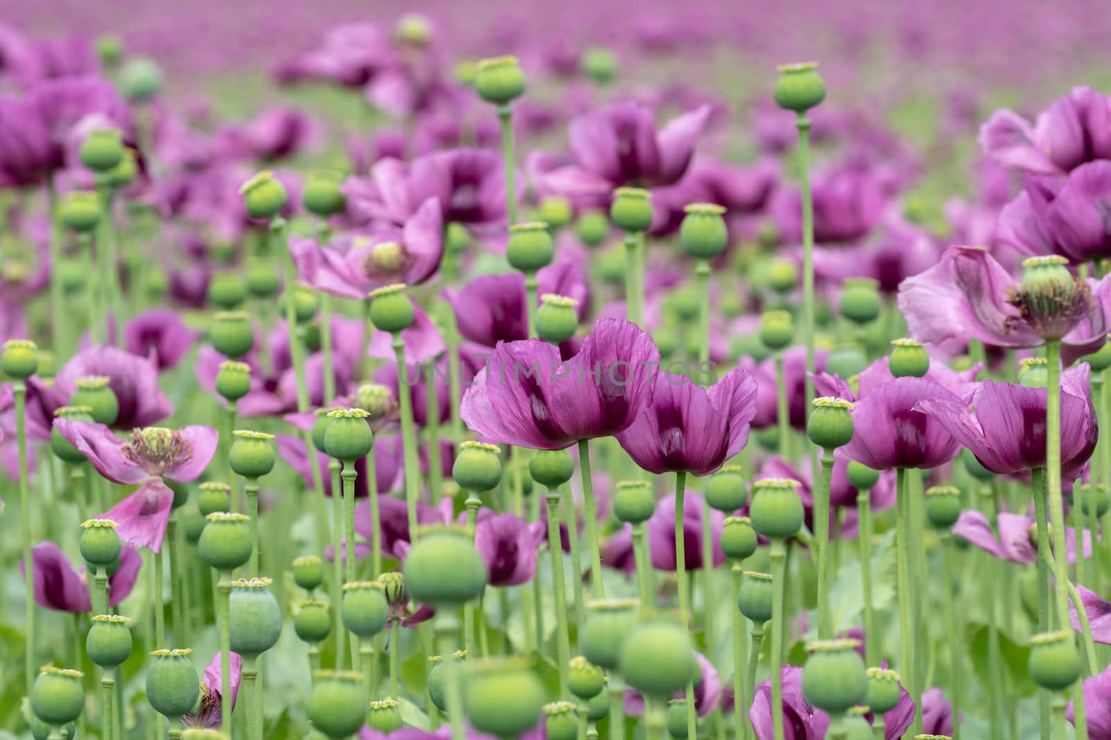 Purple poppy blossoms in a field. (Papaver somniferum). Poppies, agricultural crop.