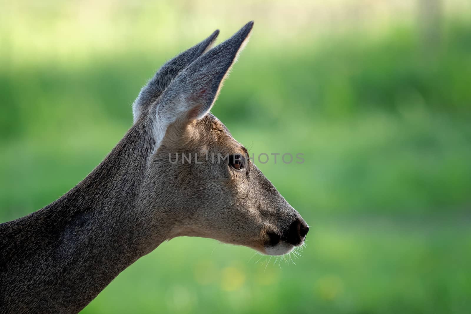 Roe deer in grass, Capreolus capreolus. Wild roe deer in spring  by xtrekx