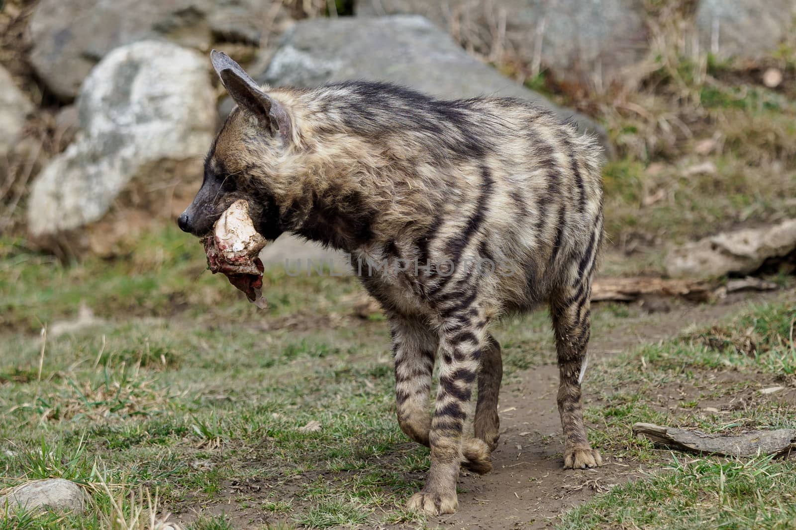 A wounded hyena. Striped hyena (Hyaena hyaena sultana) by xtrekx
