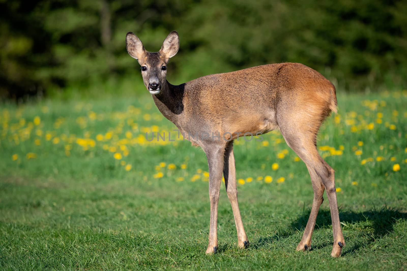 Roe deer in grass, Capreolus capreolus. Wild roe deer in spring  by xtrekx