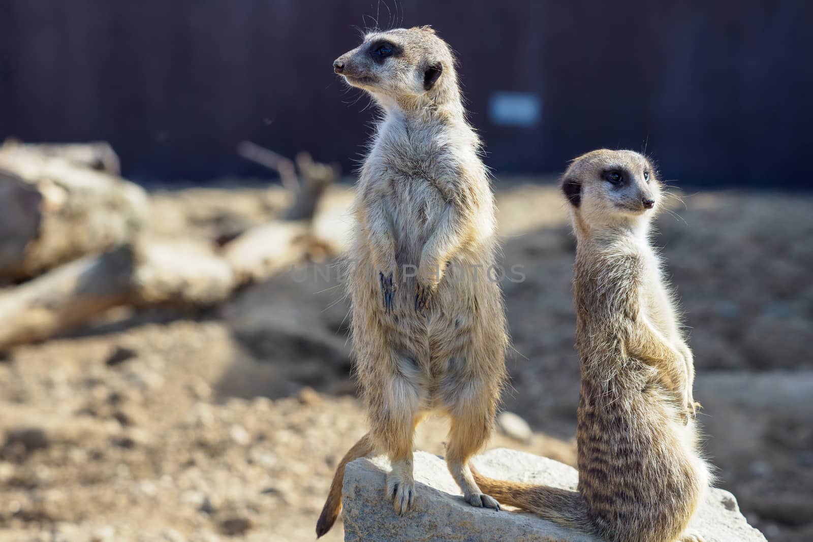 Suricata standing on a guard. Curious meerkat (Suricata suricatt by xtrekx