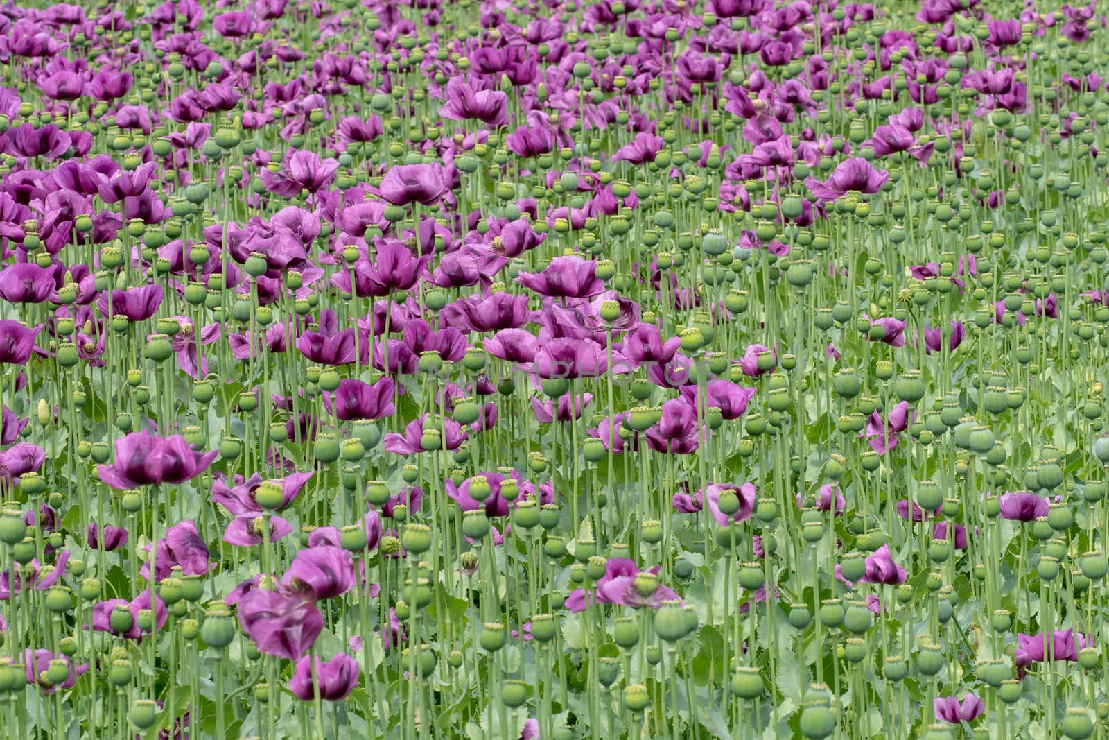 Purple poppy blossoms in a field. (Papaver somniferum). Poppies, agricultural crop.