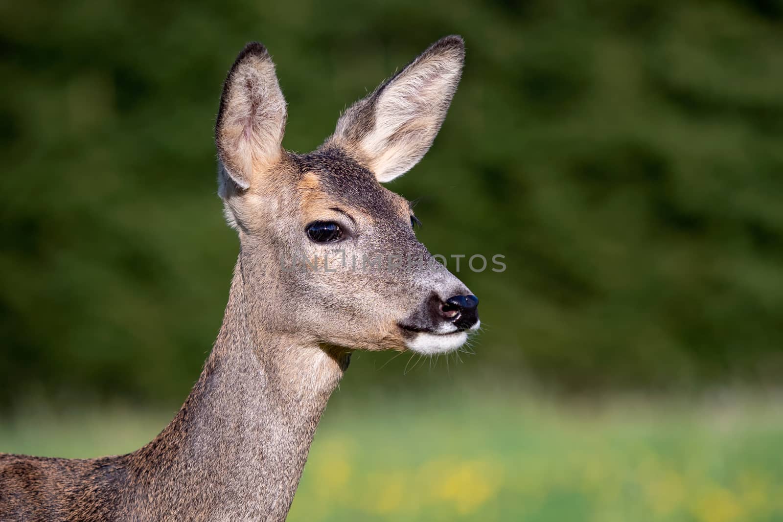 Roe deer in grass, Capreolus capreolus. Wild roe deer in spring nature.