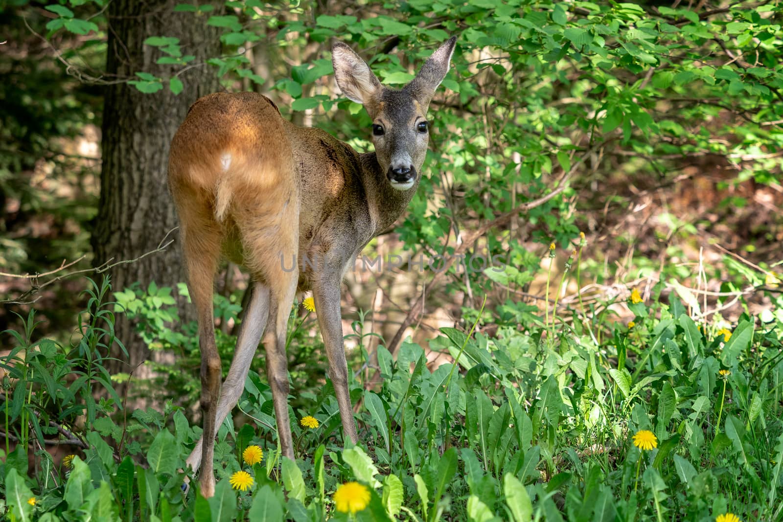 Roe deer in forest, Capreolus capreolus. Wild roe deer in nature by xtrekx