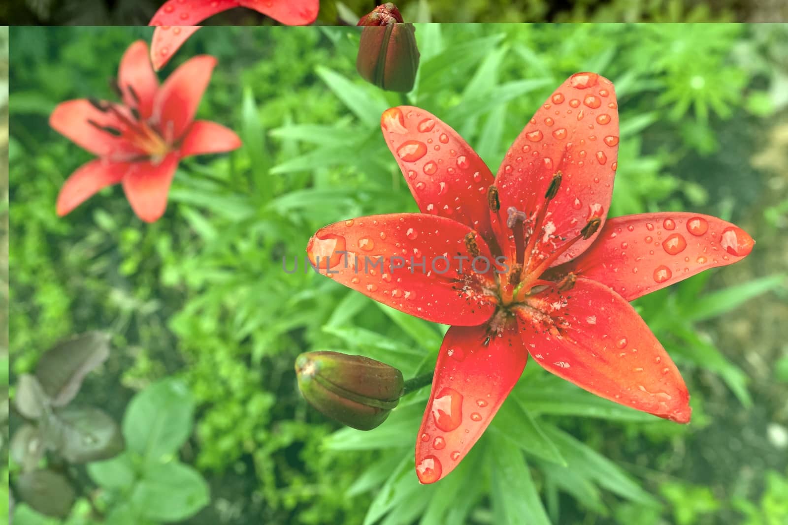 red Lily with raindrops on the petals on a cloudy day, narrow focus area