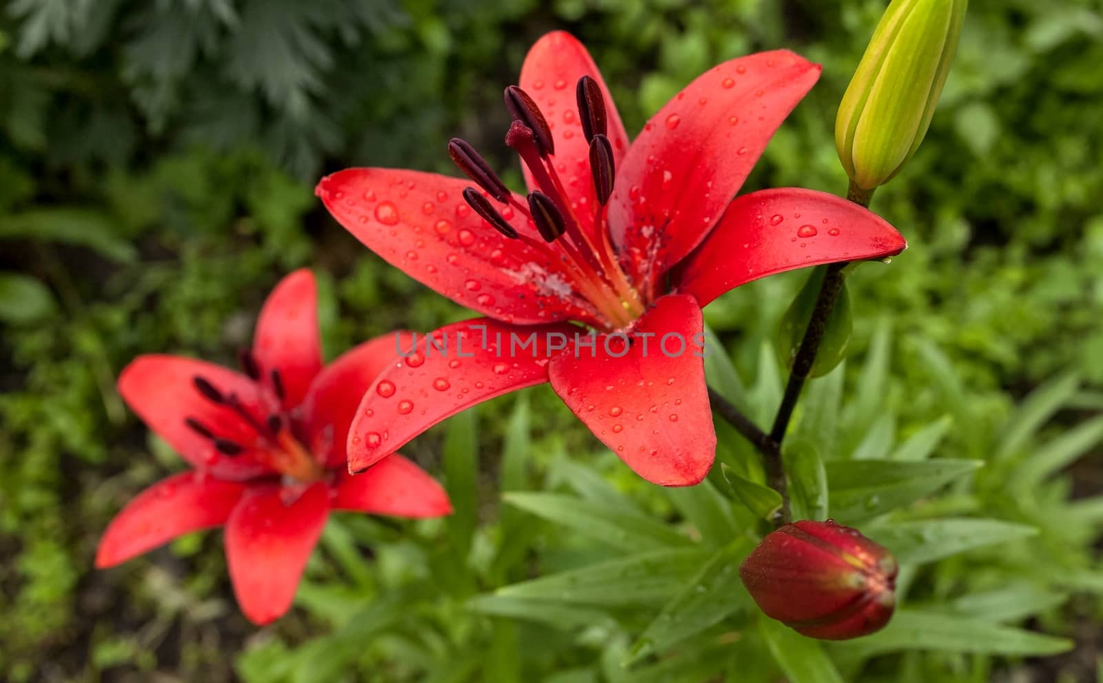red Lily with raindrops on the petals on a cloudy day, narrow focus area