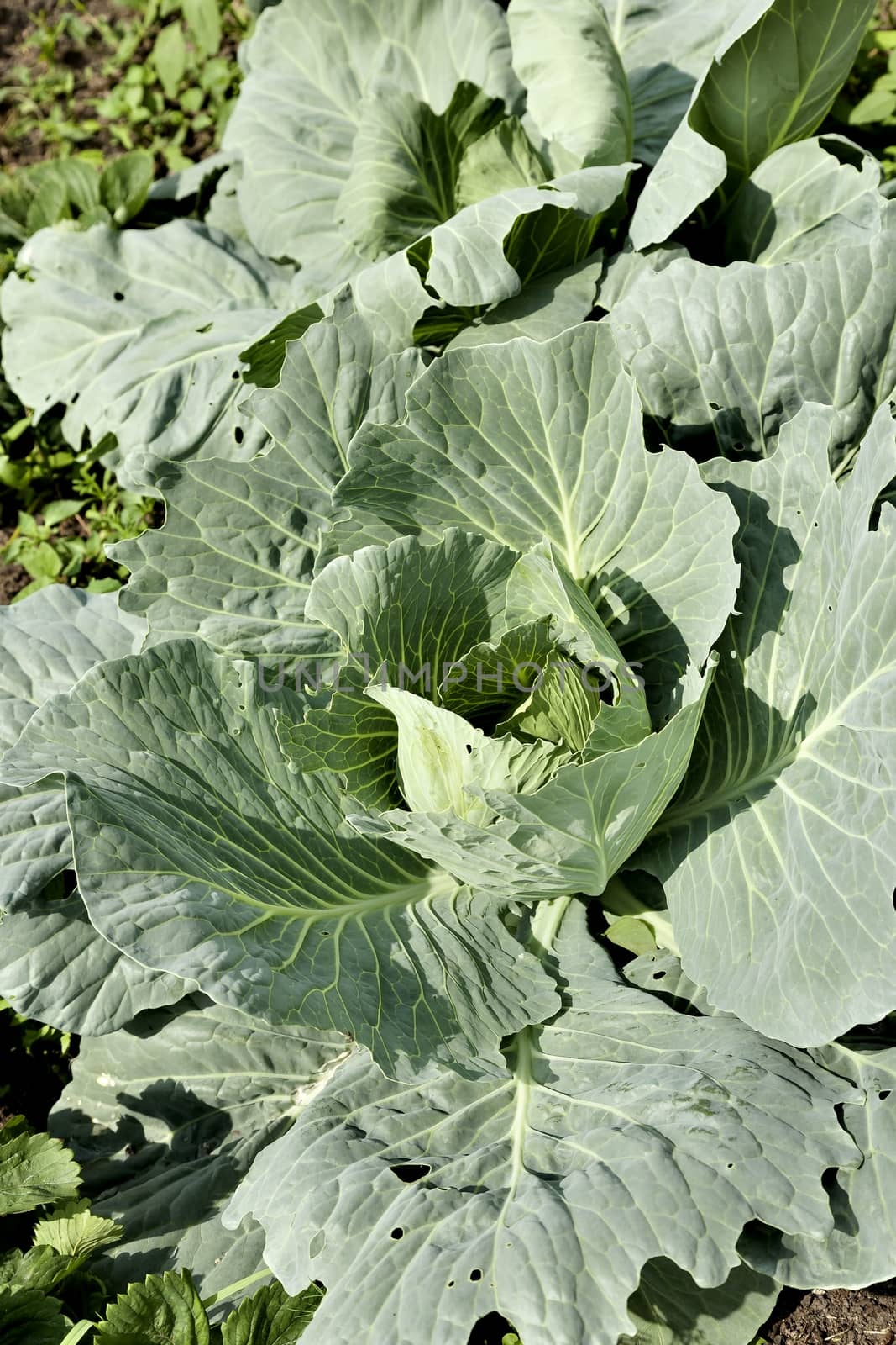 white cabbage grows in the garden and begins to curl up in the head