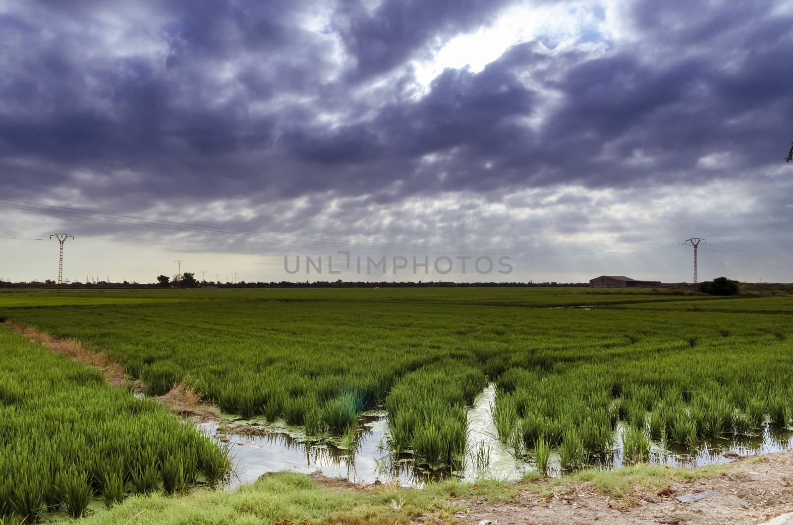 Green rice fields with cloudy skies in the port of Catarroja