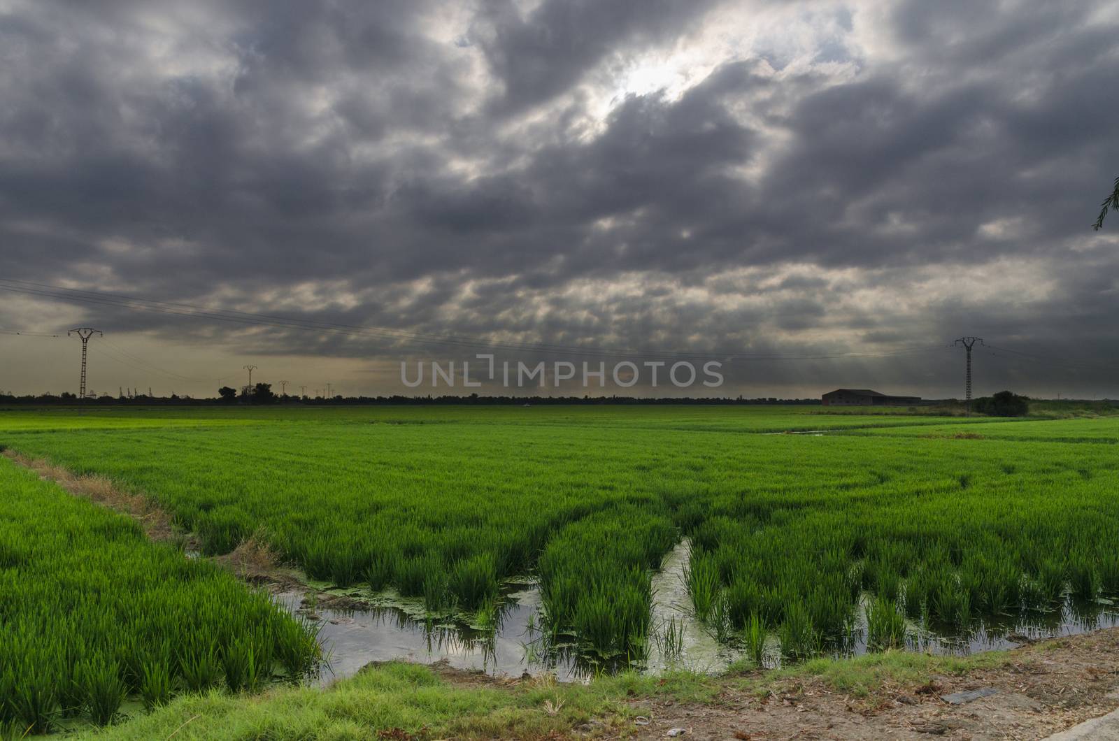 Green rice fields with cloudy skies in the port of Catarroja