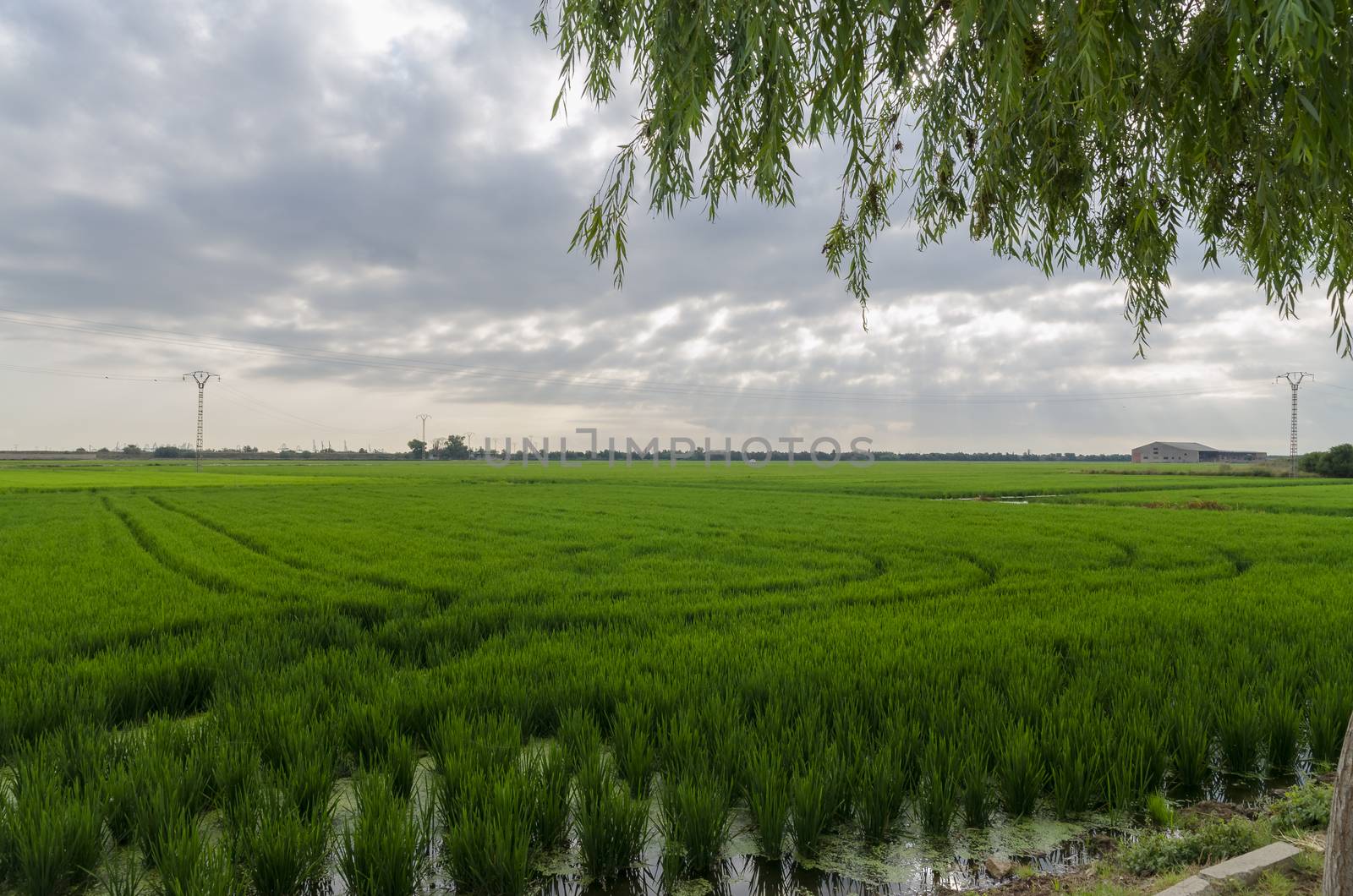 Green rice fields with cloudy skies in the port of Catarroja