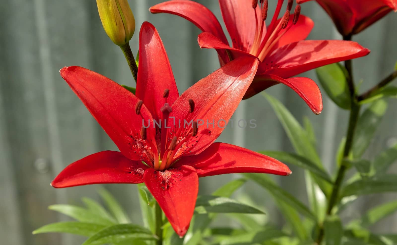 blooming red lilies in the garden on a Sunny day