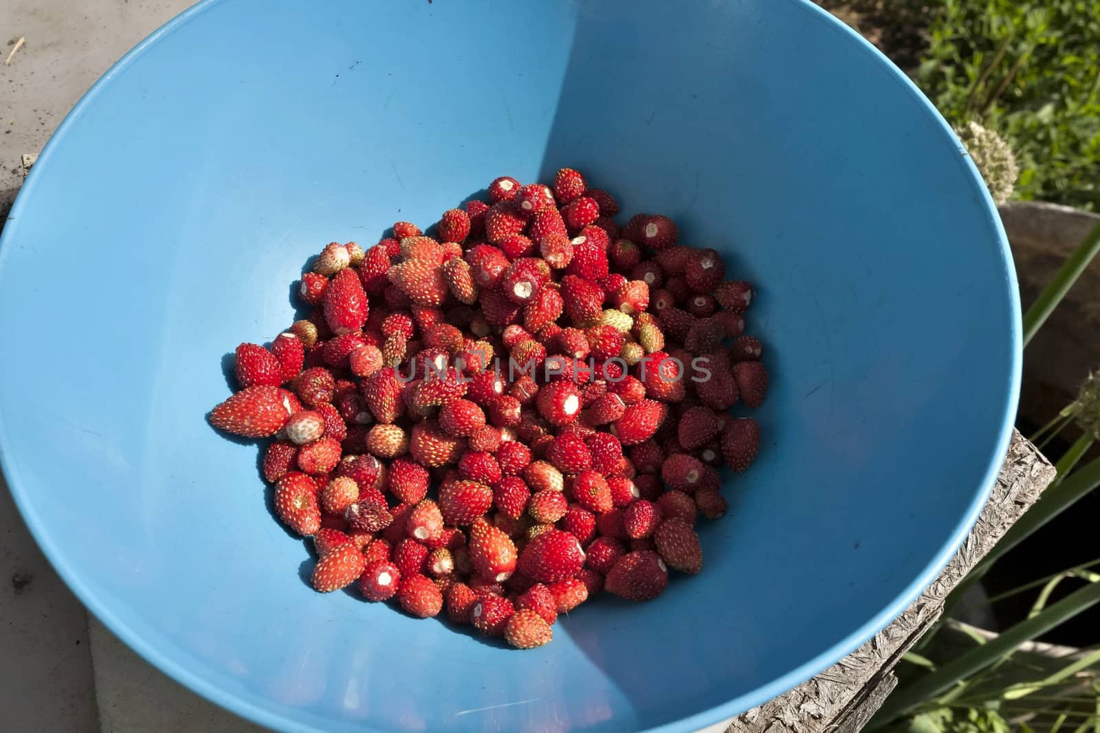blue plate of red ripe strawberry in the sunlight