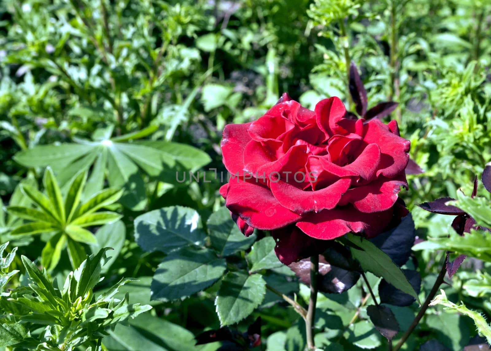 blooming red rose on blurred nature background