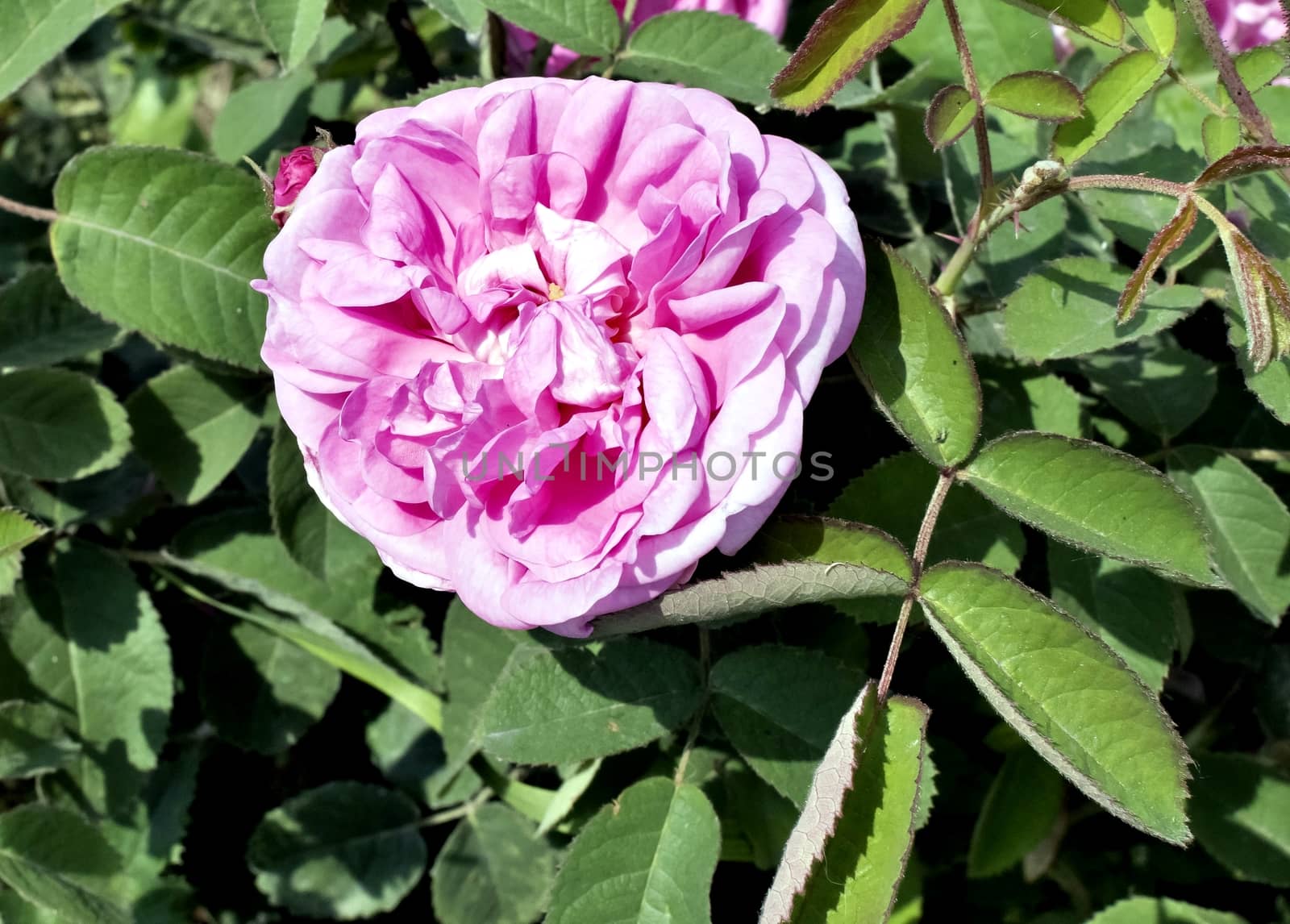 pink rose illuminated by the morning sun