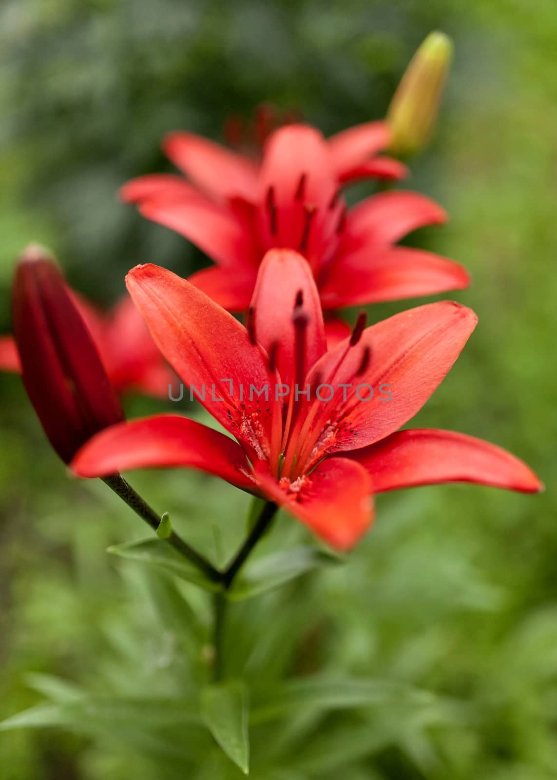 blooming red lilies in the garden on a Sunny day