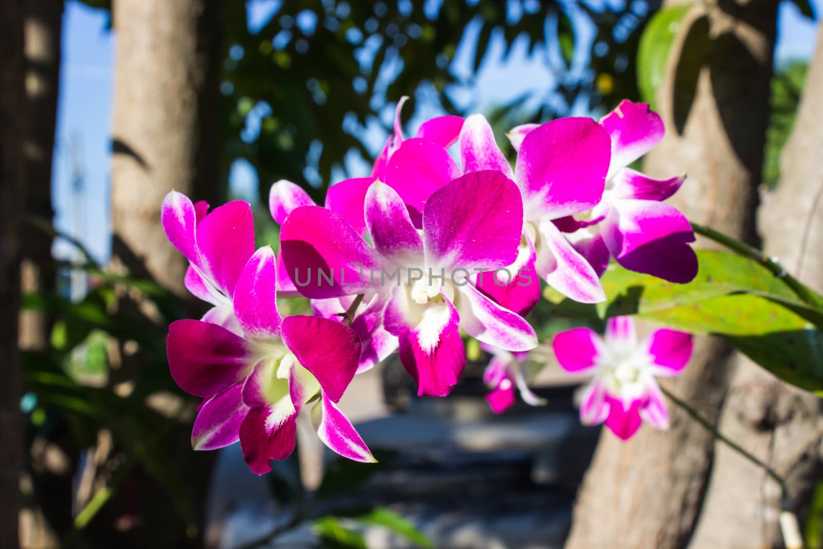 The purple color orchids beautiful flowers it is symbol of Thailand.