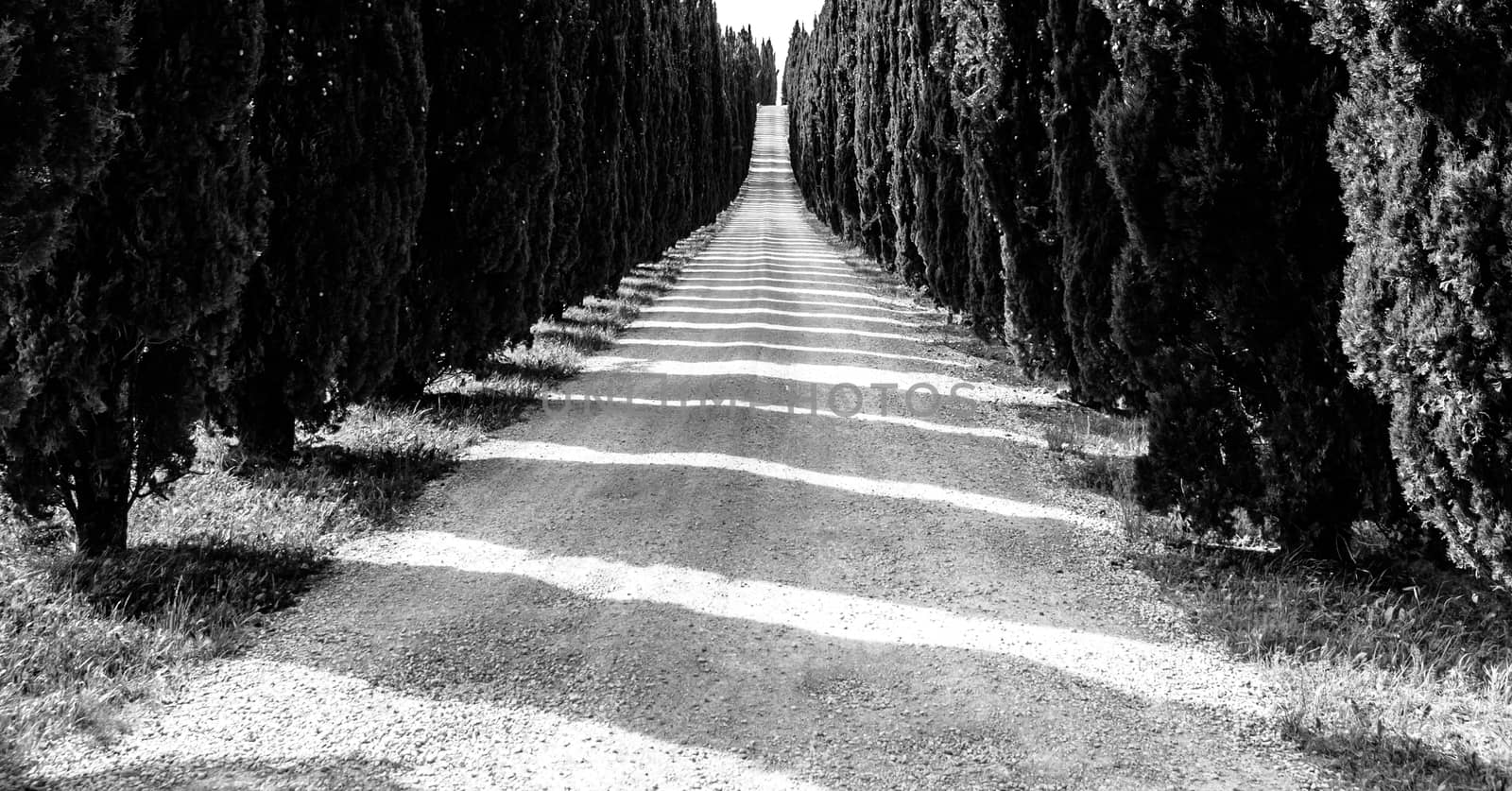 Cypress alley with rural country road, Tuscany, Italy. Black and white image.