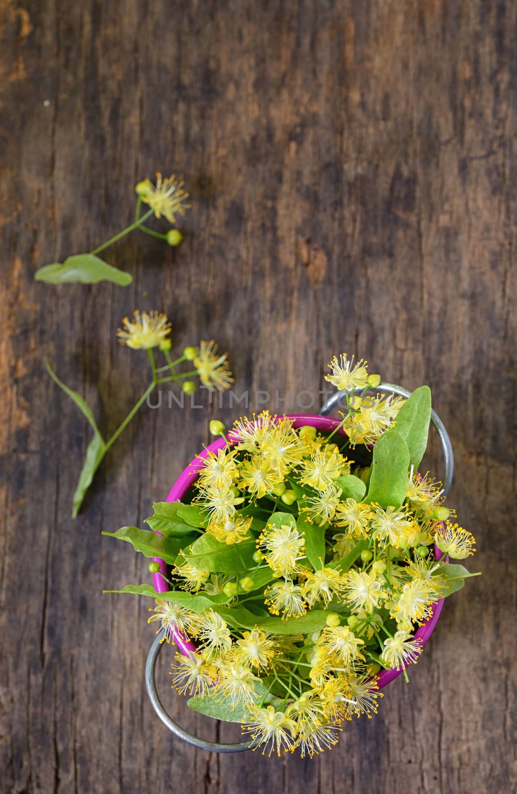 Flowers of linden tree in bucket  by mady70