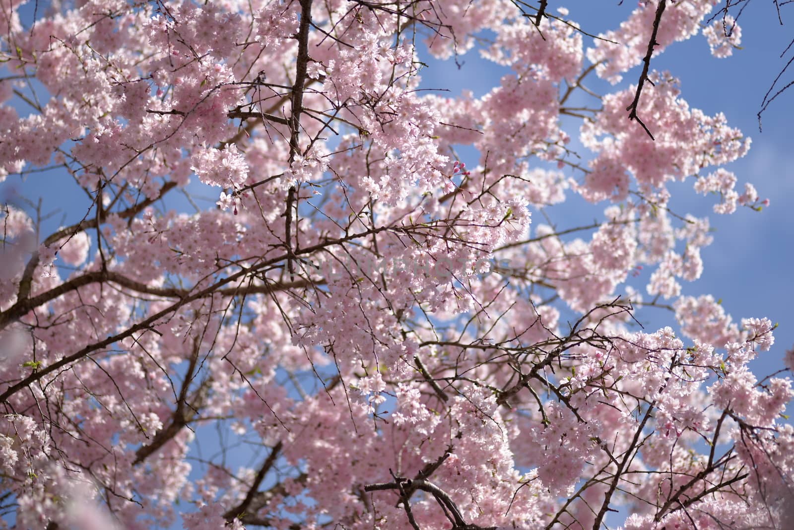 Cherry blossom flower tree full of bloom with tiny flowers