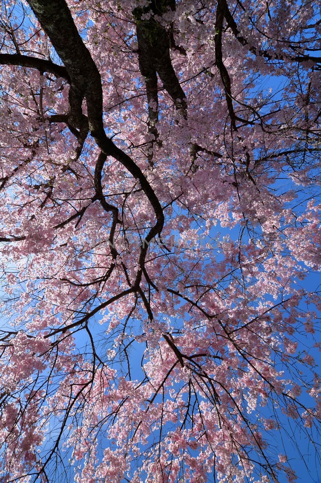 Cherry blossom flower tree full of bloom with tiny flowers