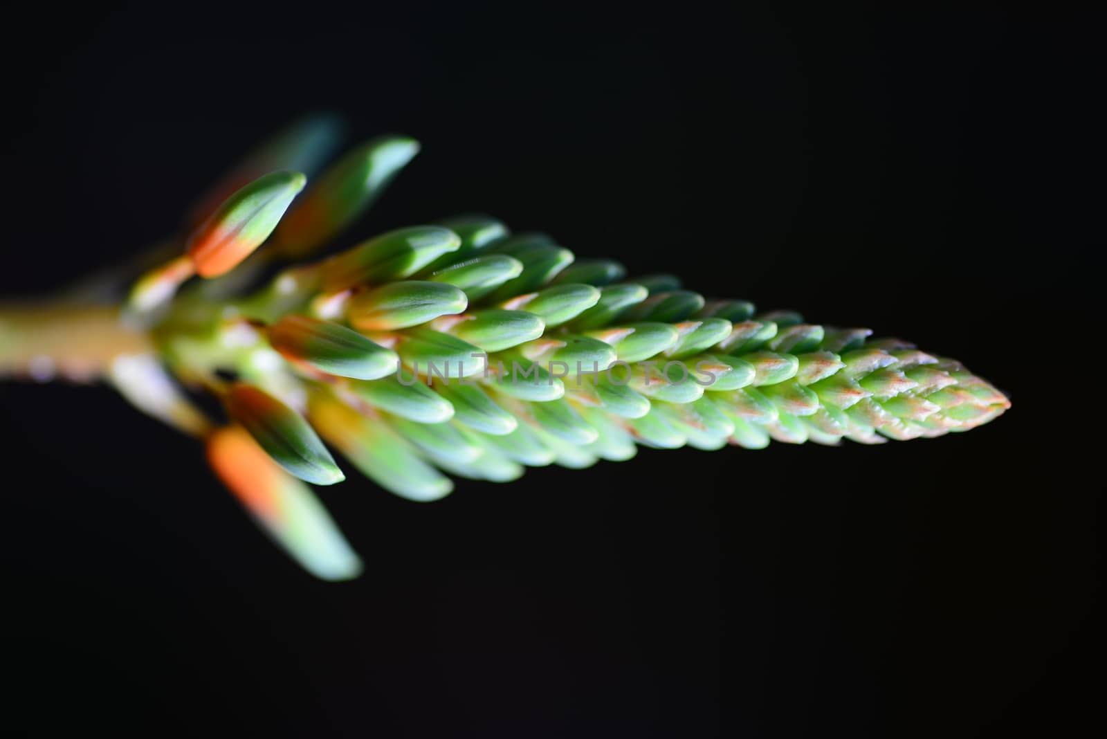 green orange succulent flower bud on plant about to bloom