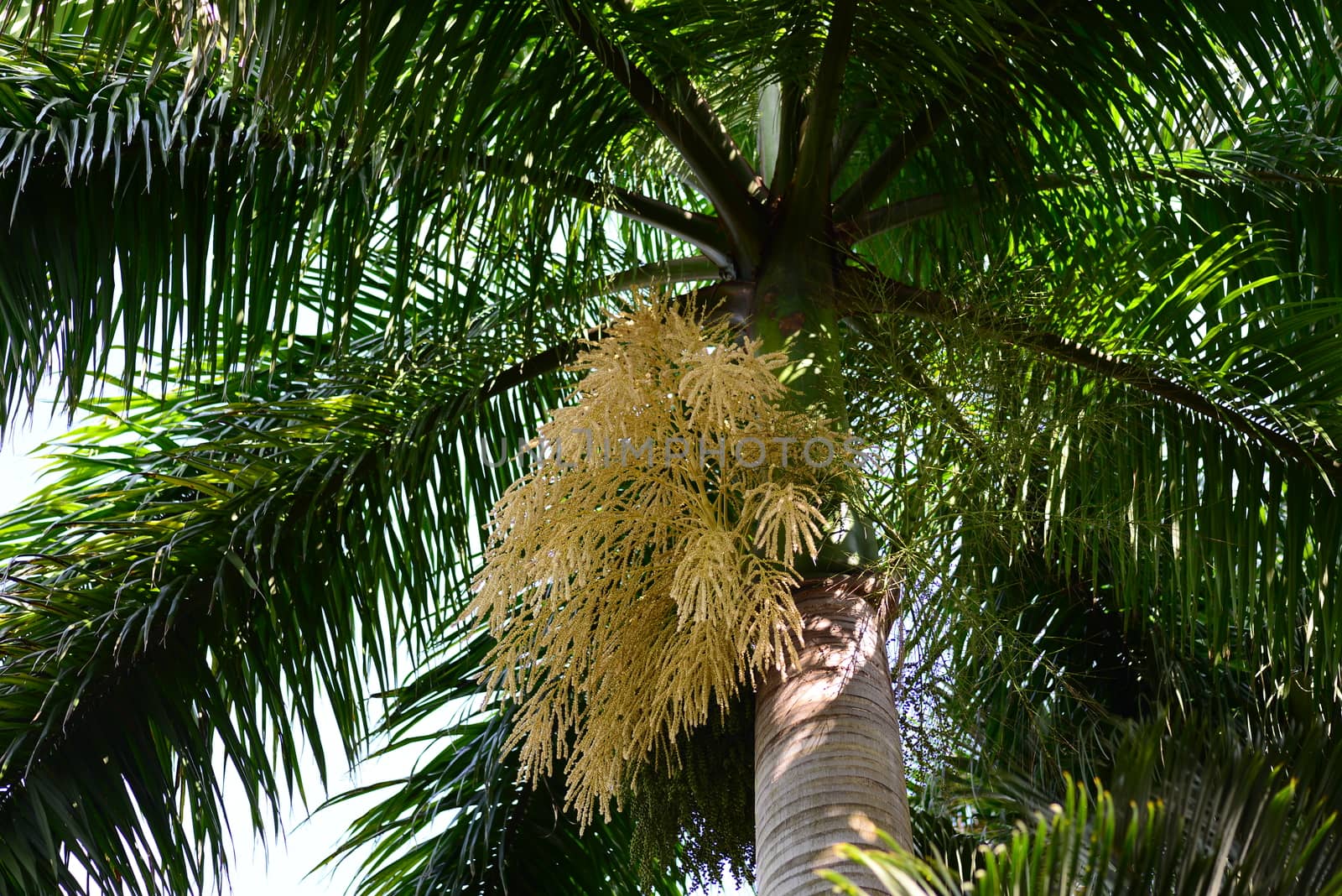 coconut palm tree with blue sky