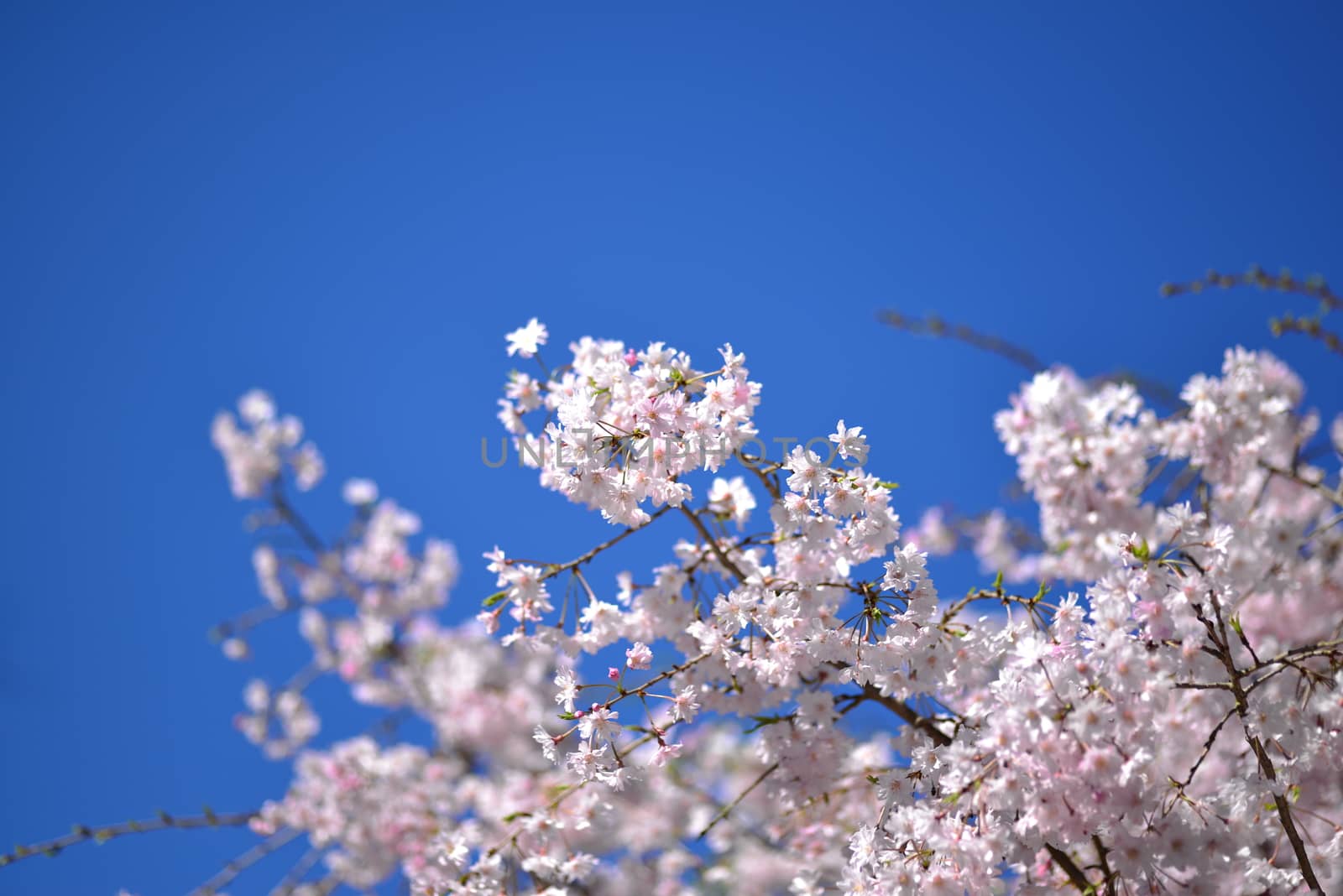 Cherry Blossom in Spring by nikonite