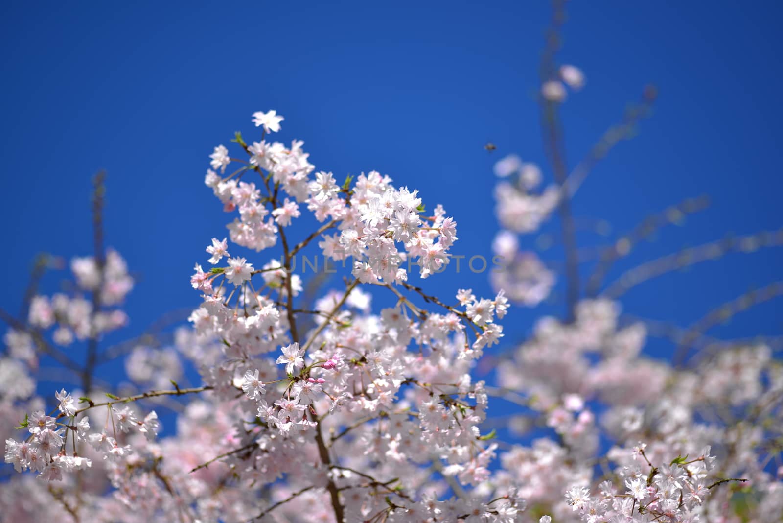 Cherry Blossom in Spring by nikonite