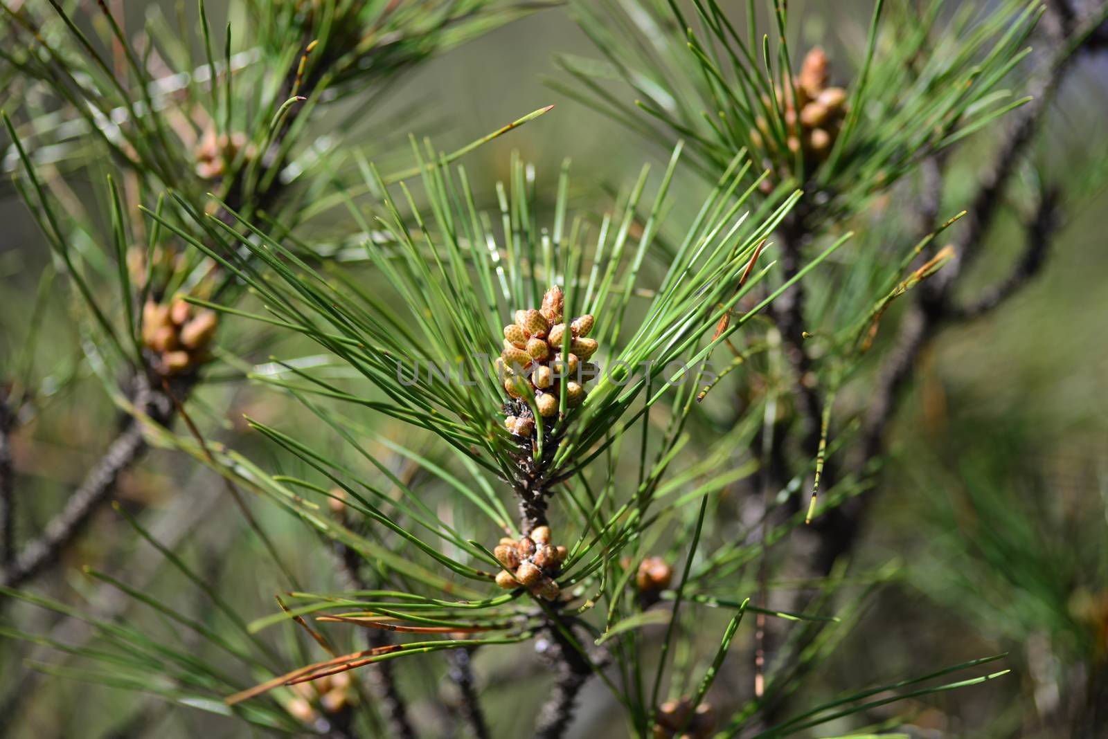 young conifer needle pine cone growing on tree in spring