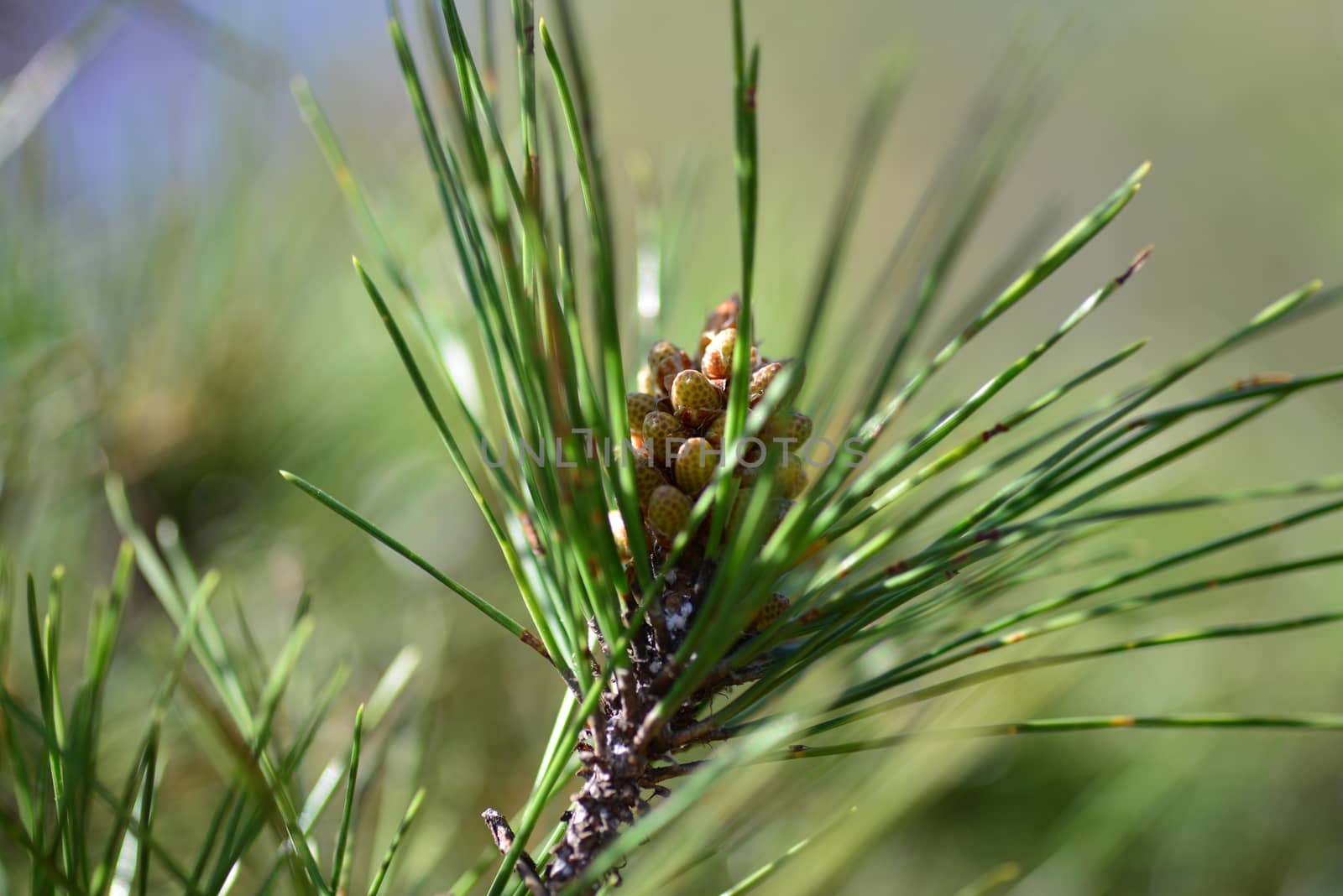 pine cone by nikonite