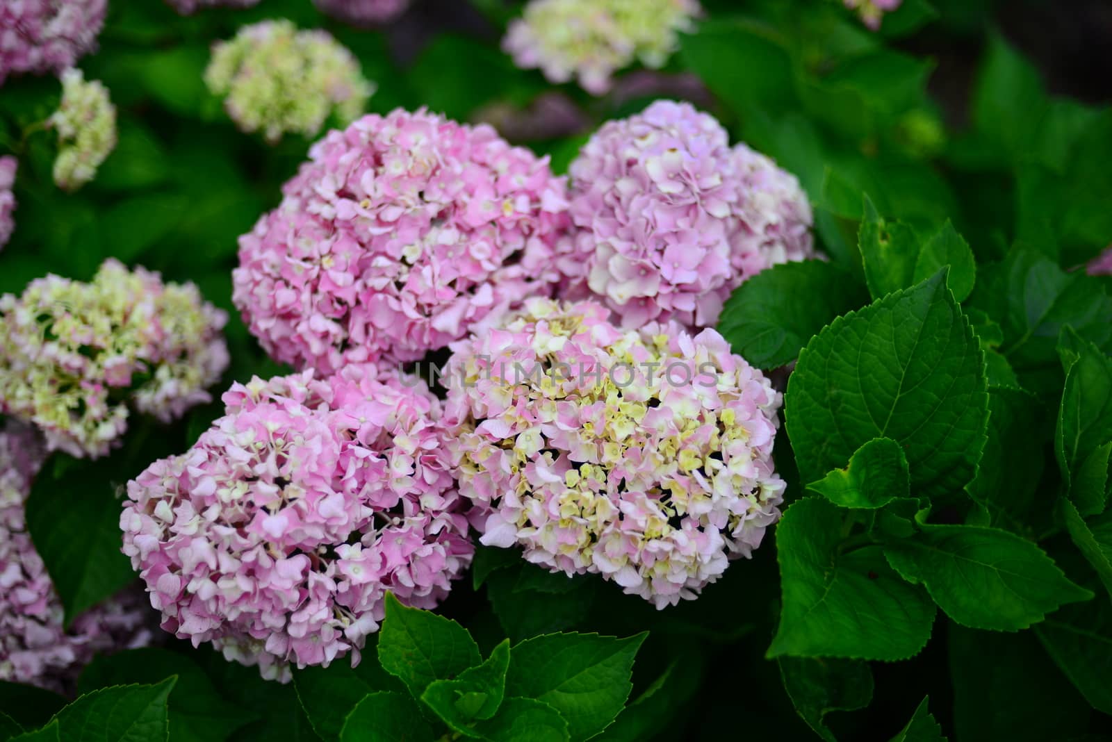 Pink Hydrangea Hortensia flower by nikonite