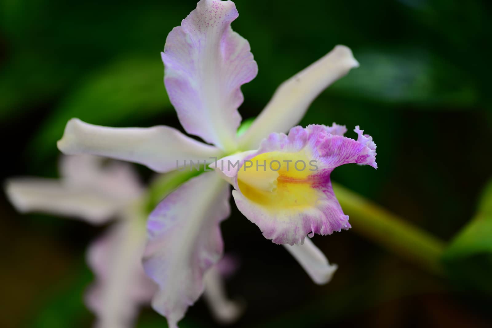 pink yellow cattleya orchid flower in bloom in spring