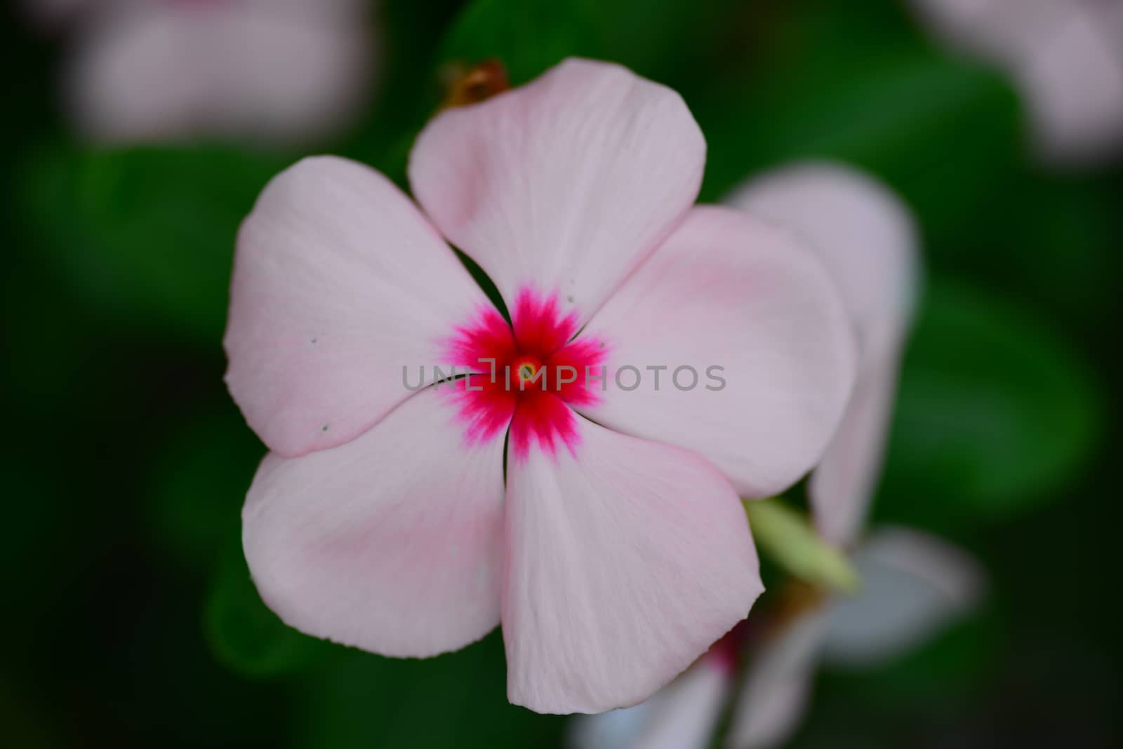pink vinca periwinkle flower in bloom in spring