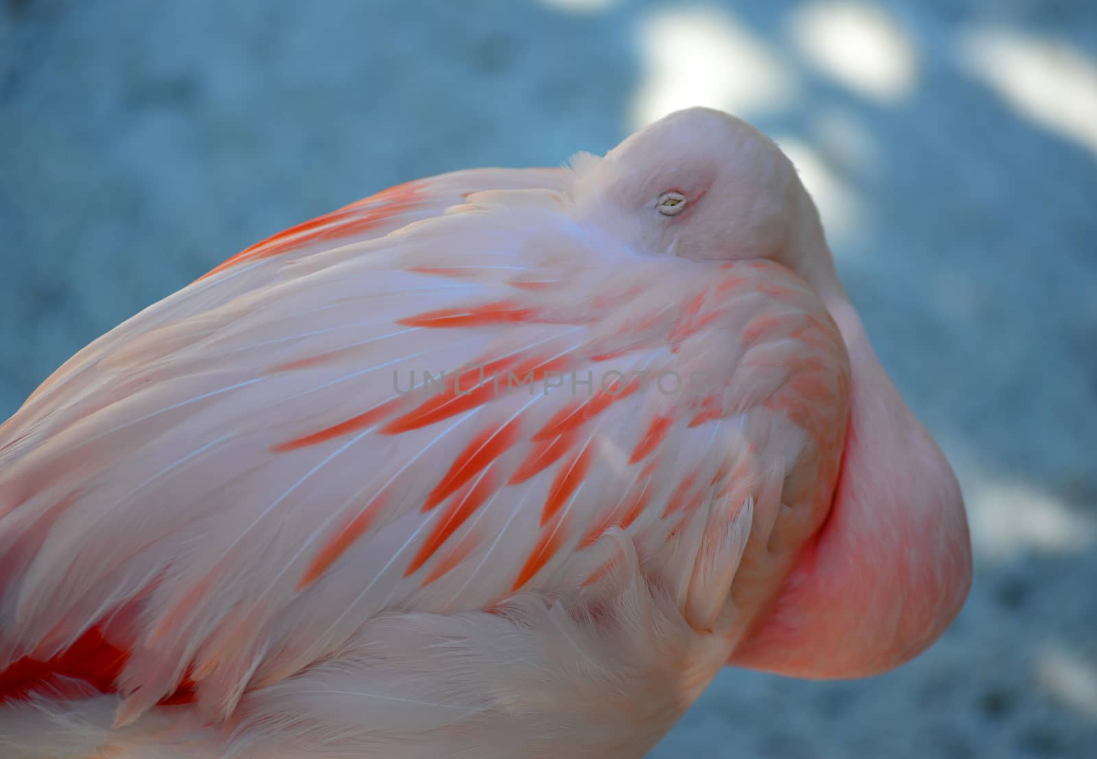pink flamingo bird in sleep position with head buried in the body