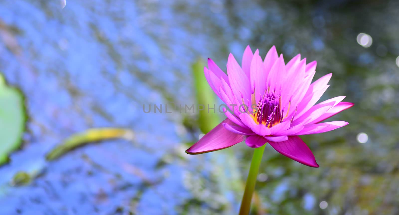 pink water lily flower in bloom in pond