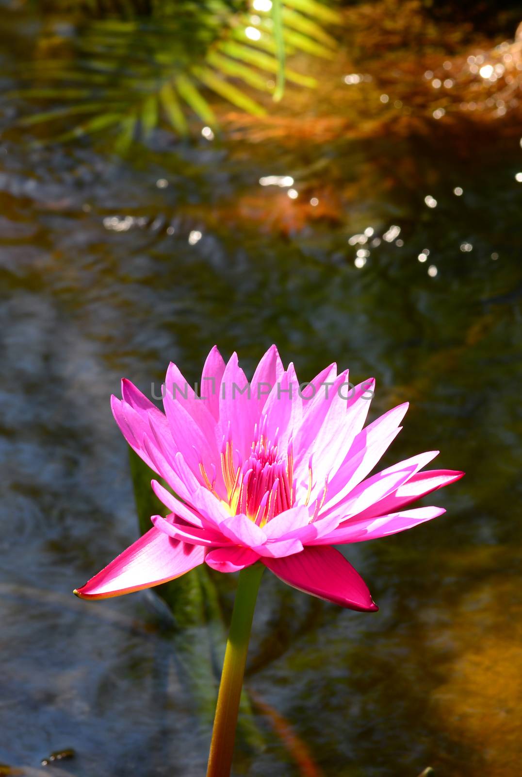 pink water lily flower in bloom in pond