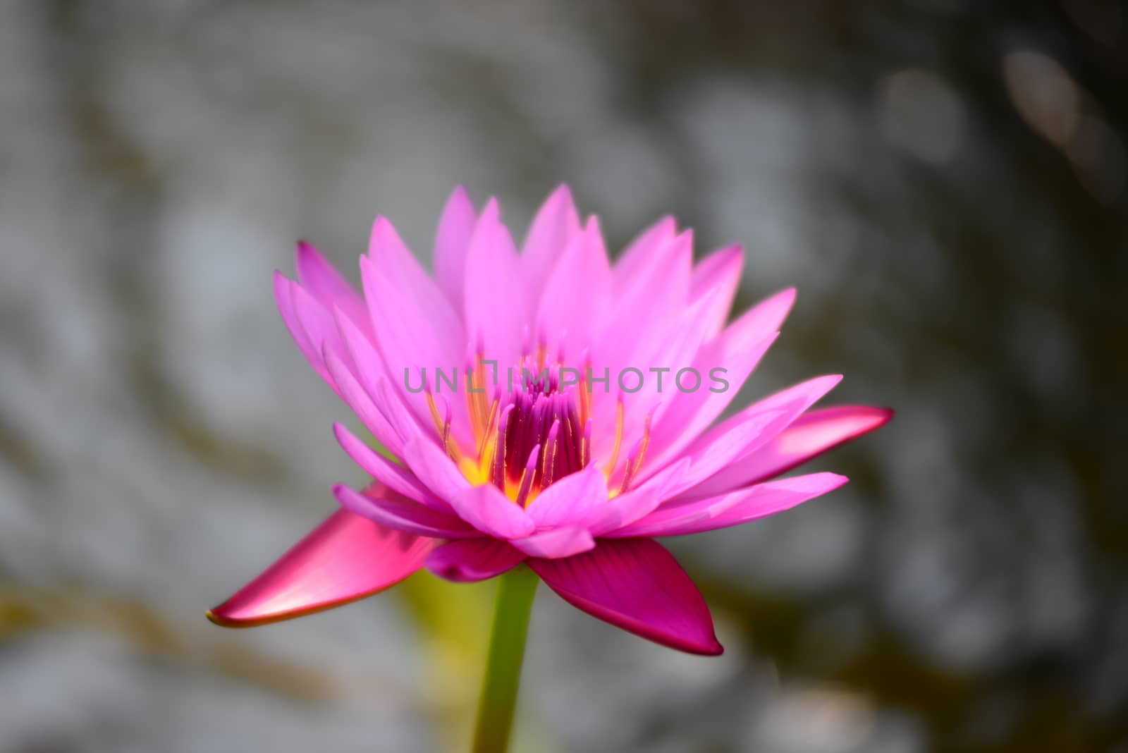 pink water lily flower by nikonite