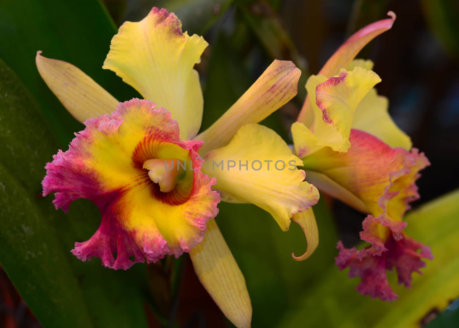 pink yellow orchid flower in bloom in spring