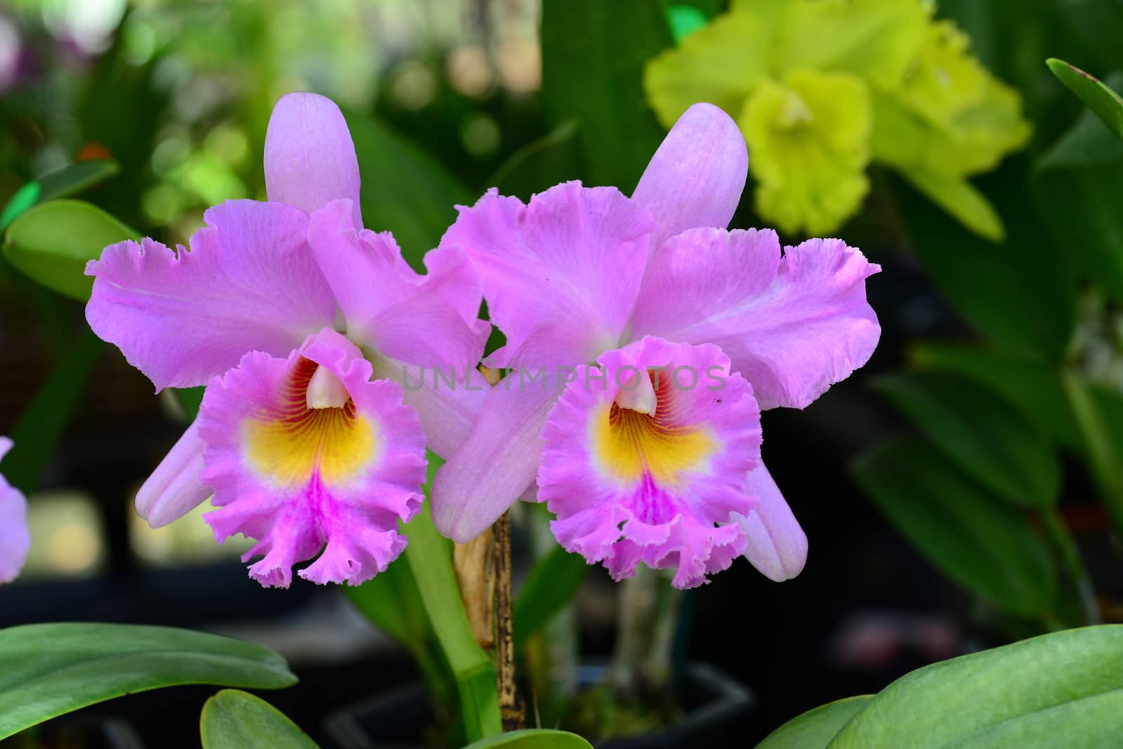 pink yellow orchid flower in bloom in spring