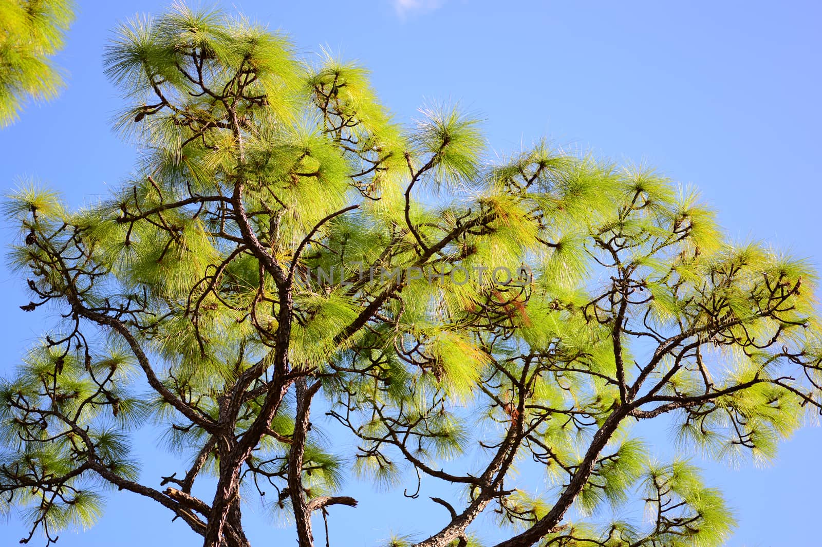 pine plant with green needle shape leaves