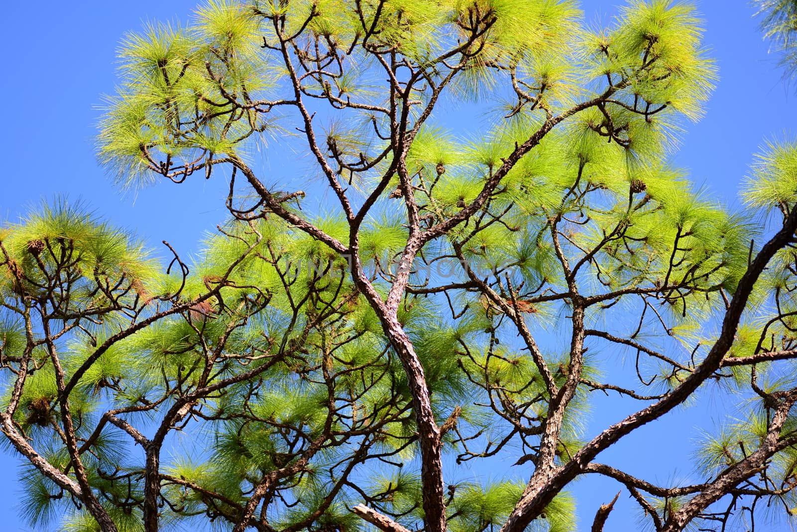 pine plant by nikonite